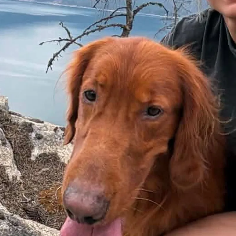 Kenai, Up-and-coming HRD