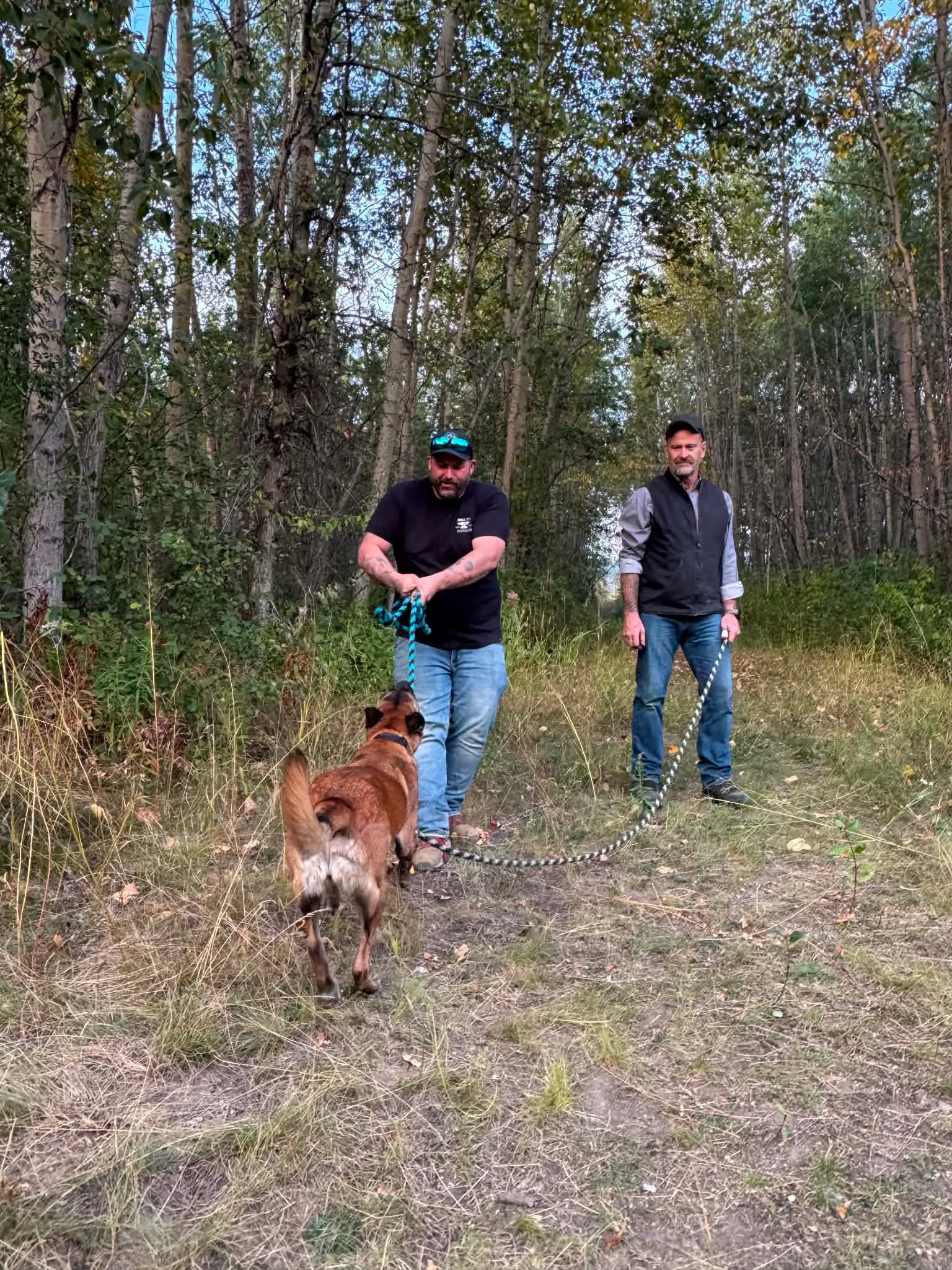 Two NSRDS handlers working a Belgian Malinois along a northern cut-line